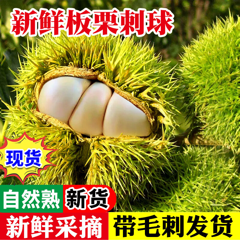 2026新鲜板栗小刺球生板栗带红壳板栗毛球板栗带刺球白皮发货