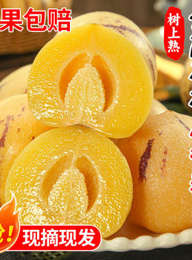 云南人参果9斤新鲜水果树上熟果娃娃果黄肉人生叁果林整箱包邮