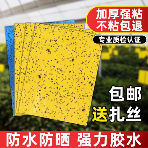 粘虫板黄板双面黄色蓝板果蝇诱捕器蓟马小黑飞沾飞虫果园大棚菜园