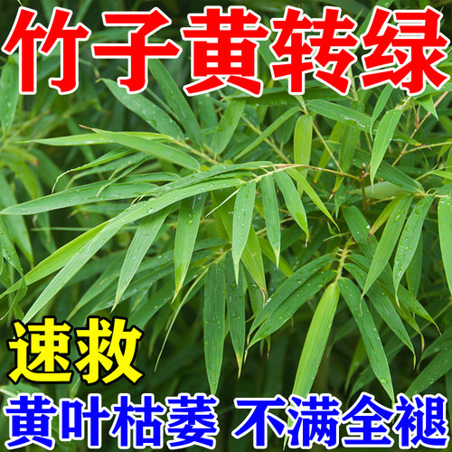 竹子专用营养液竹子生根液