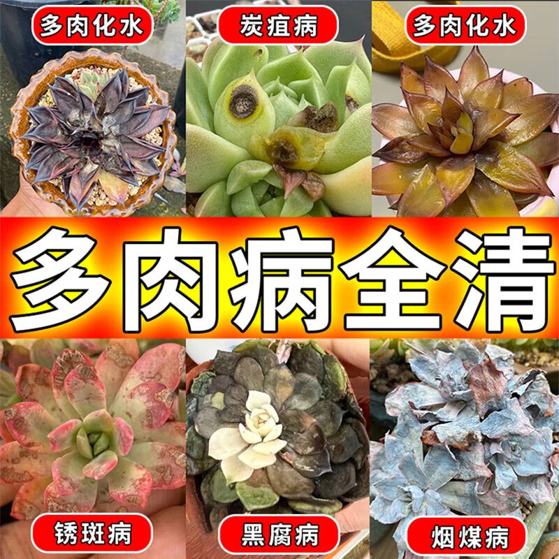 多肉白粉病专用黑斑白斑烂根黑腐多菌菌灵植物月季长寿花杀菌剂