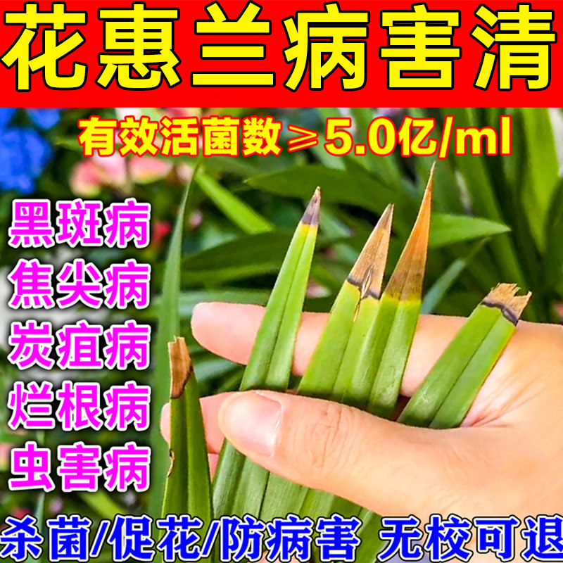 大花蕙兰专用营养液兰花黑斑病杀菌剂黄叶黑斑专用焦尖营养液
