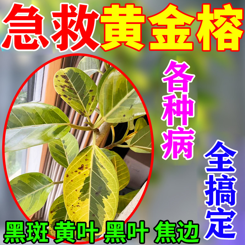 黄金榕专用肥营养液肥料锈斑病叶子发黑黄叶黑斑养护高山爱心榕树