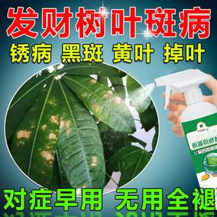 发财树叶斑病专用叶子发黄斑白斑发财树营养液肥料专用肥杀菌剂