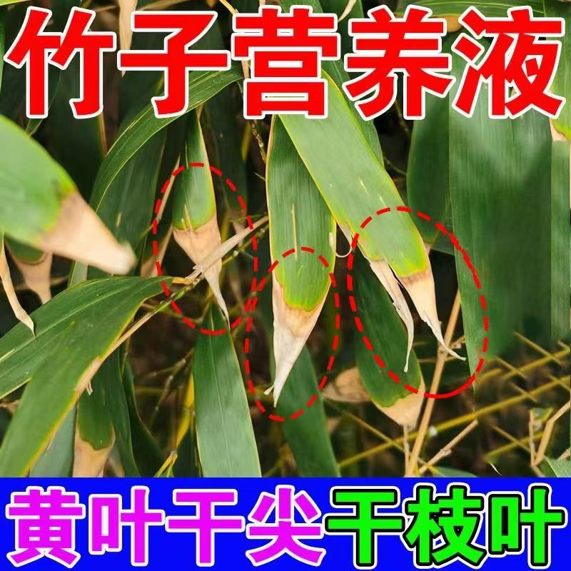 竹子专用肥料叶子发黄黑斑病卷叶掉叶米竹小叶簕竹子类专用营养液