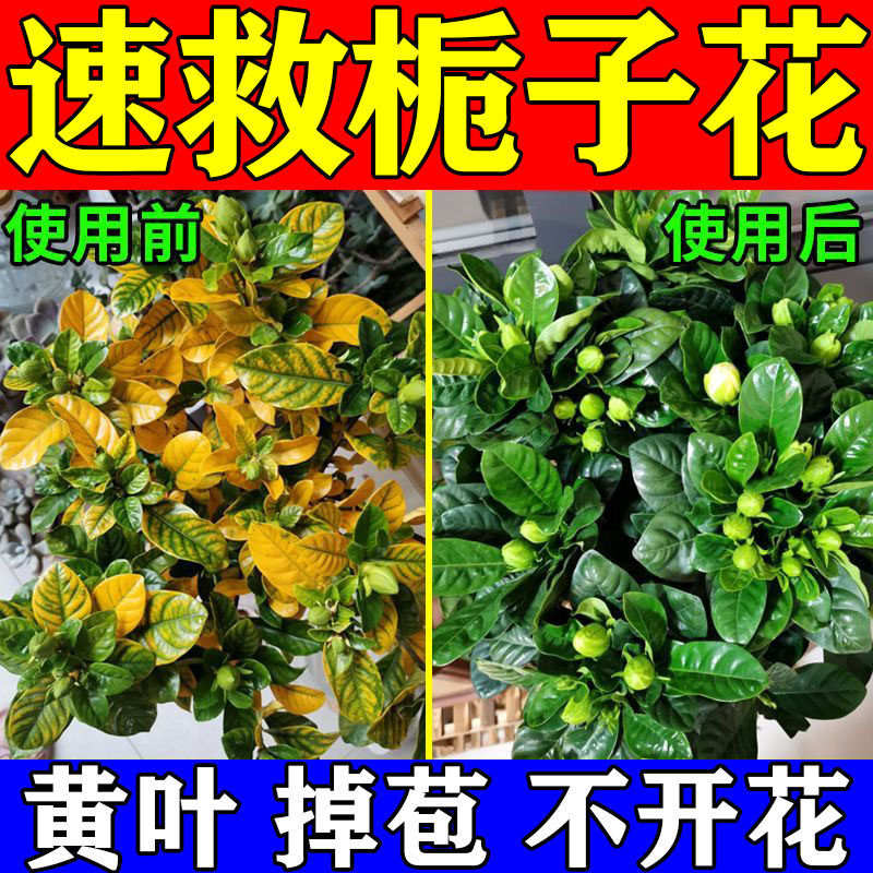 栀子花专用营养液防黄叶