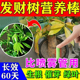 发财树营养棒叶子干枯变黄干尖叶腐根黑斑植物通用缓释营养肥料