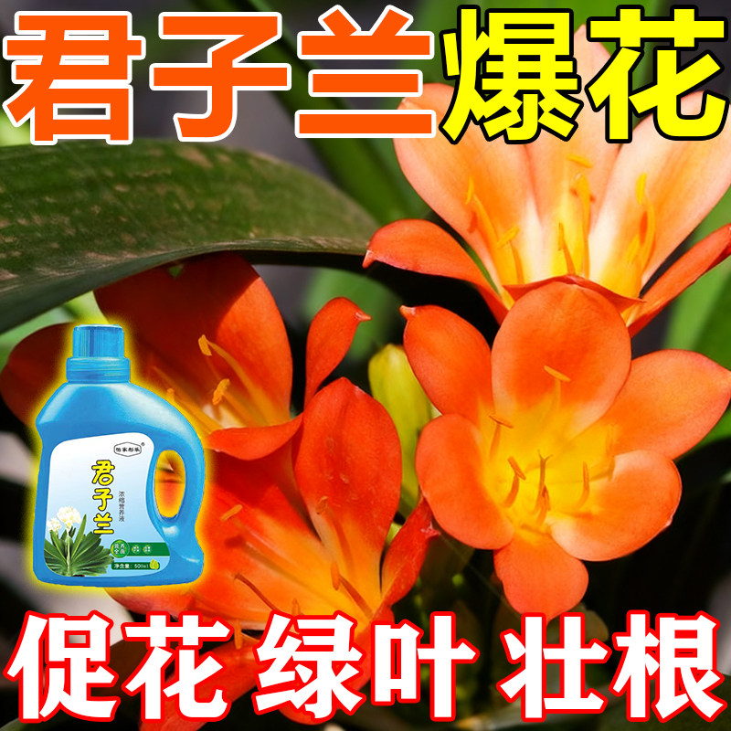 君子兰营养液促箭开花素家用兰花养花肥料管不开花黄叶专用营养液,鲜花速递/花卉仿真/绿植园艺,家庭园艺肥料,淘宝优惠券,粉丝福利购,淘宝优惠卷