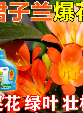 君子兰营养液促箭开花素家用兰花养花肥料管不开花黄叶专用营养液