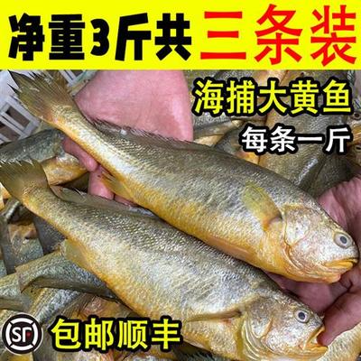 大黄鱼新鲜冷冻深海鲜活速冻黄花鱼正宗冰鲜海鱼生鲜海鲜水产3条