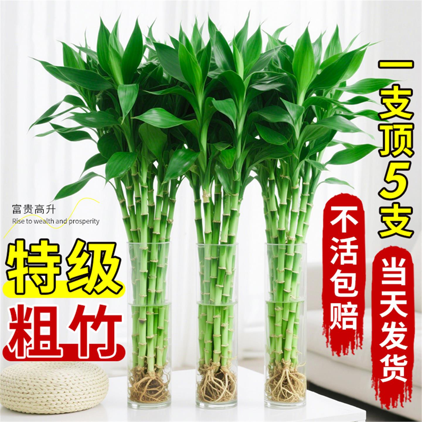 富贵竹水培植物绿室内盆栽