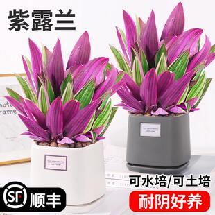 紫露兰盆栽紫色吊兰水培土培花卉好养植物四季常青净化空气绿植