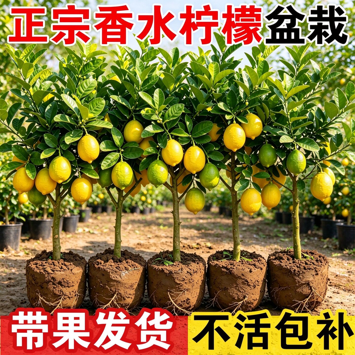 香水柠檬树盆栽绿植带果老桩可食用果树适合室内客厅阳台桌面植物