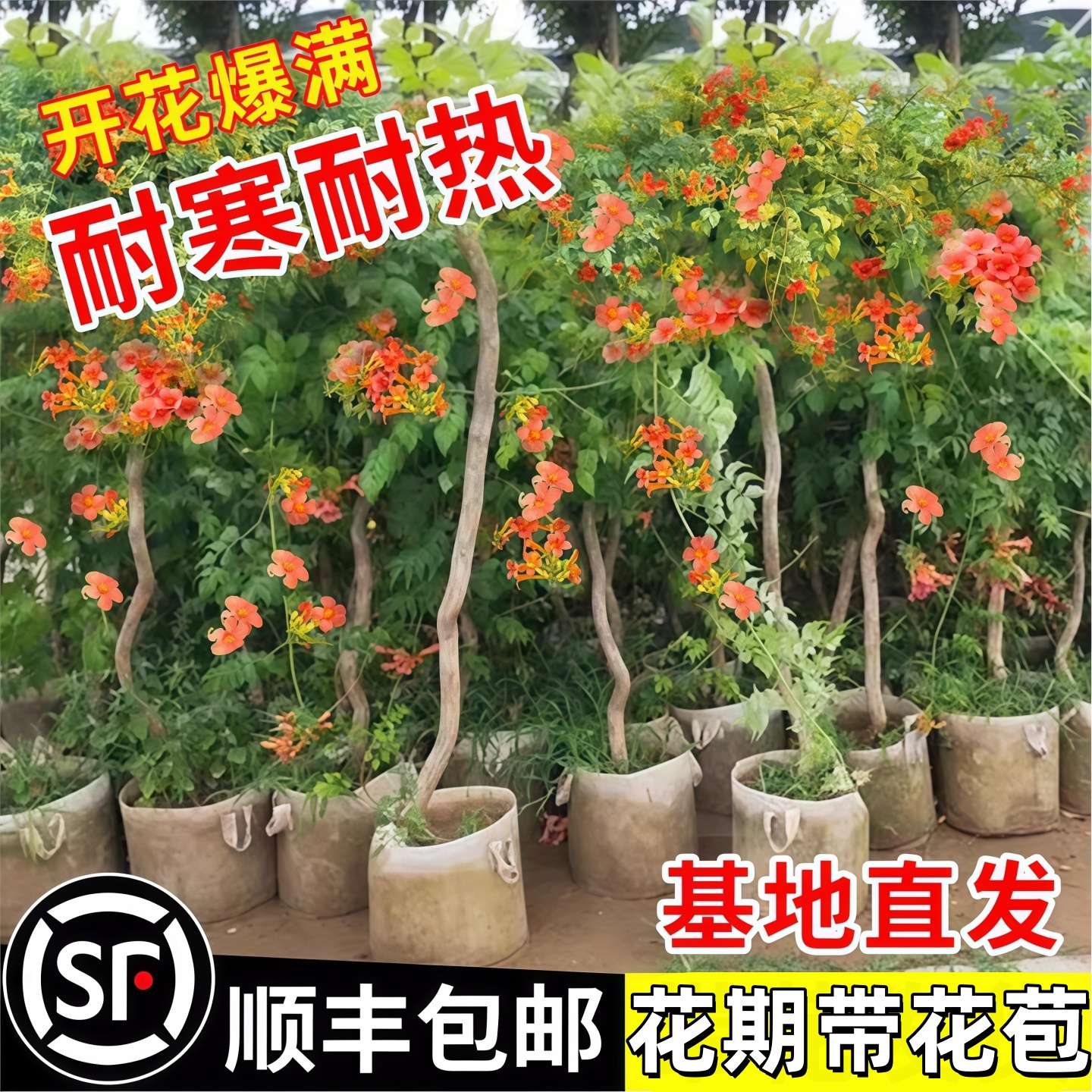 凌霄花爬藤大苗老桩树盆栽