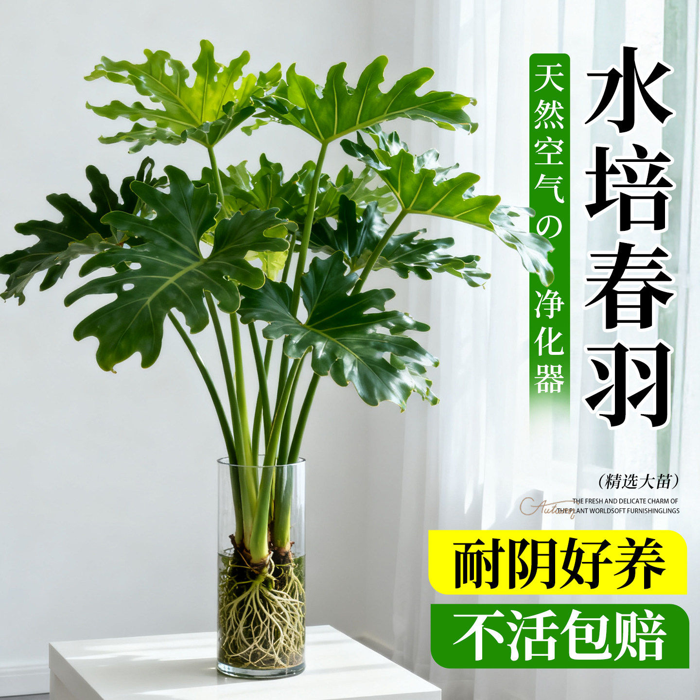 春羽水培植物室内盆栽客厅办公室桌面绿植花卉大叶龟背竹水养绿植,鲜花速递/花卉仿真/绿植园艺,绿植,淘宝优惠券,粉丝福利购,淘宝优惠卷
