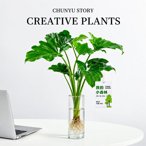 春羽水培大叶室内绿植四季好养