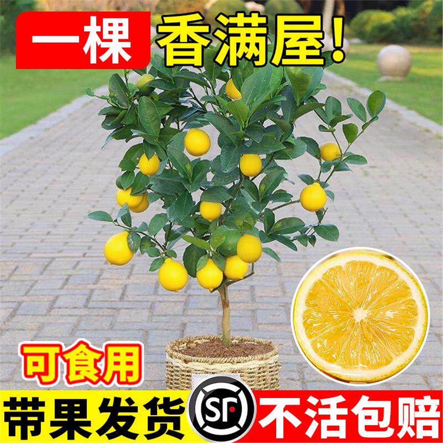 香水柠檬树苗盆栽带果室内室外结果无籽四季柠檬苗食用柠檬树果苗