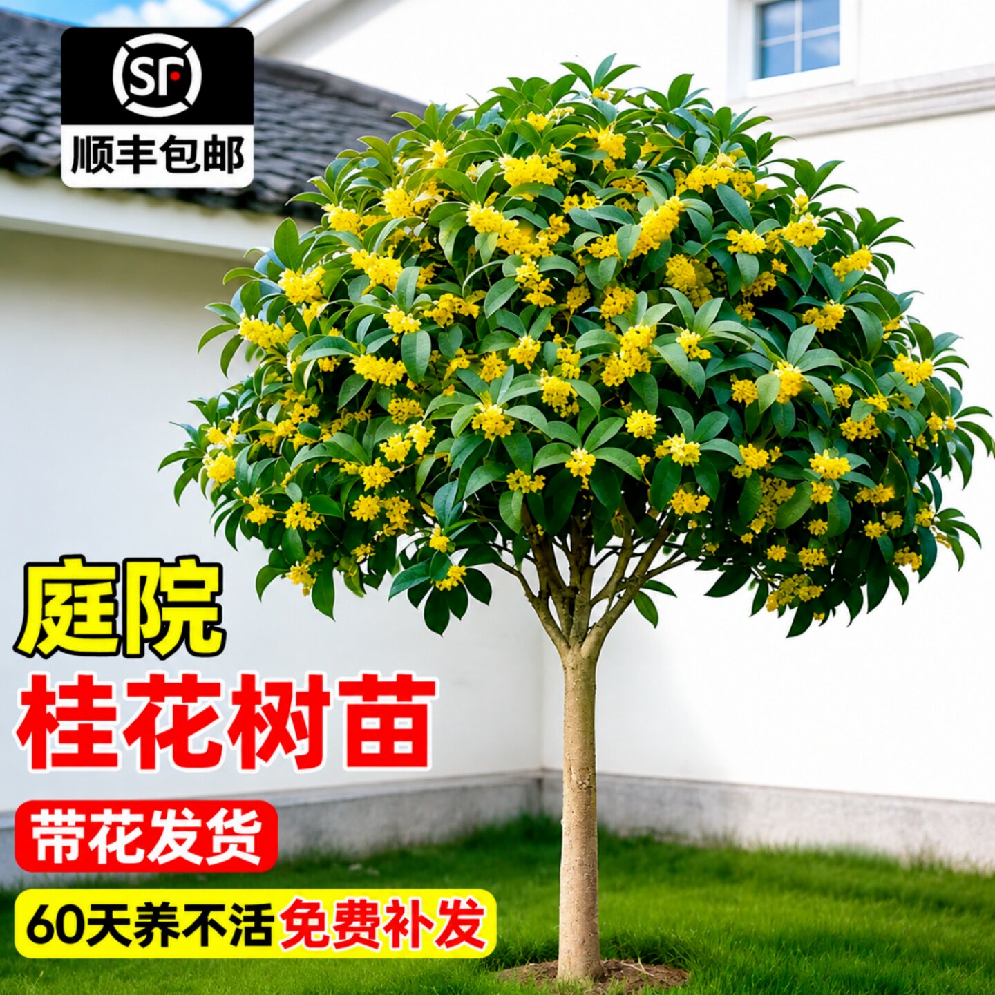 庭院别墅桂花树苗老桩地栽图片