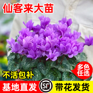 仙客来盆栽带花苞重瓣特大花卉阳台好养蝶衣年宵花循环开花苗耐寒