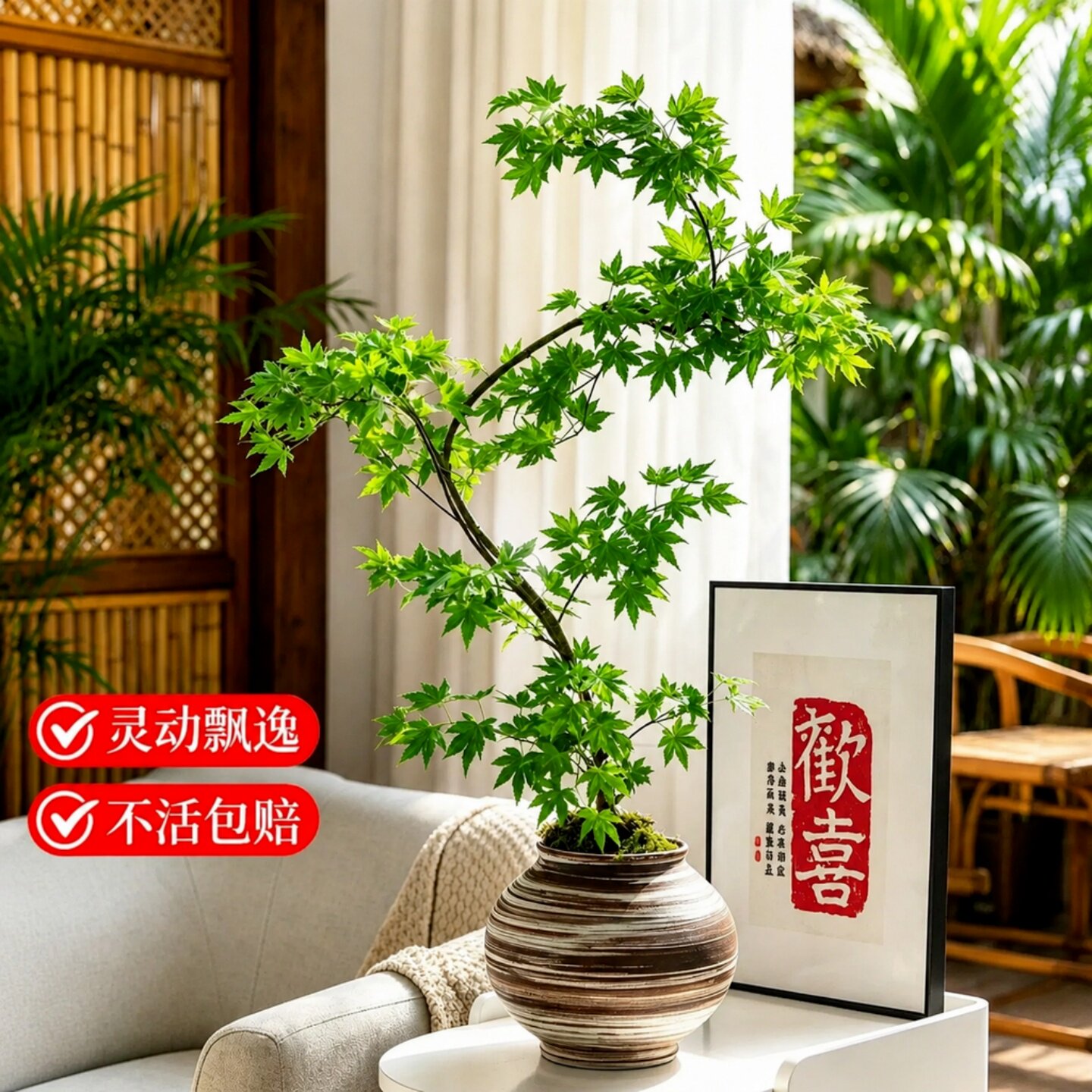 黄金流泉枫造型盆景小苗易养