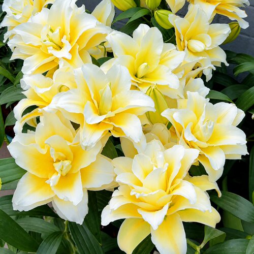 进口重瓣香水百合种球好养观花