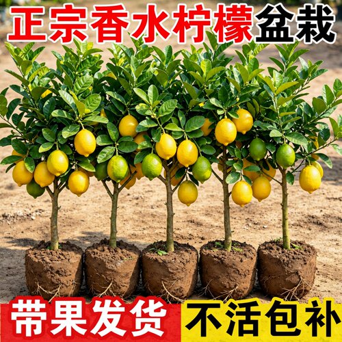 香水柠檬树苗盆栽带花带果清香