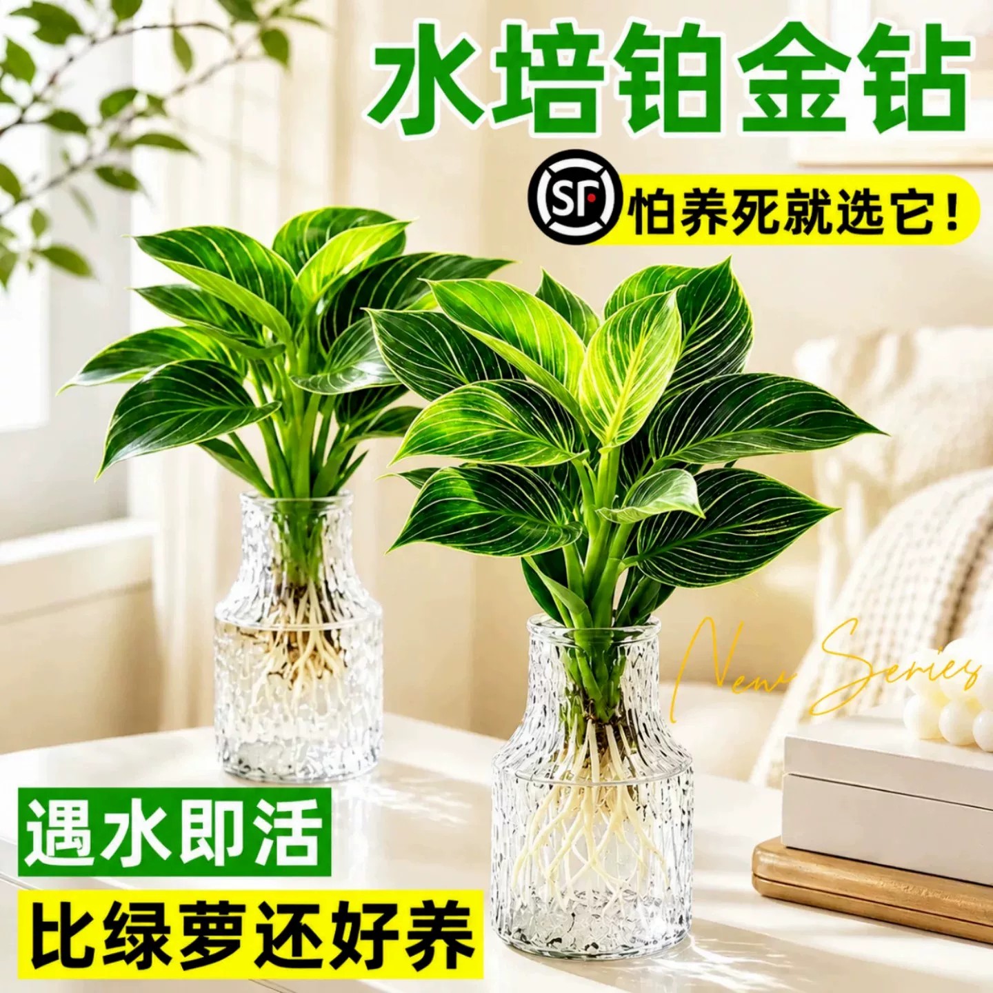 铂金钻水培室内好养大叶绿植图片