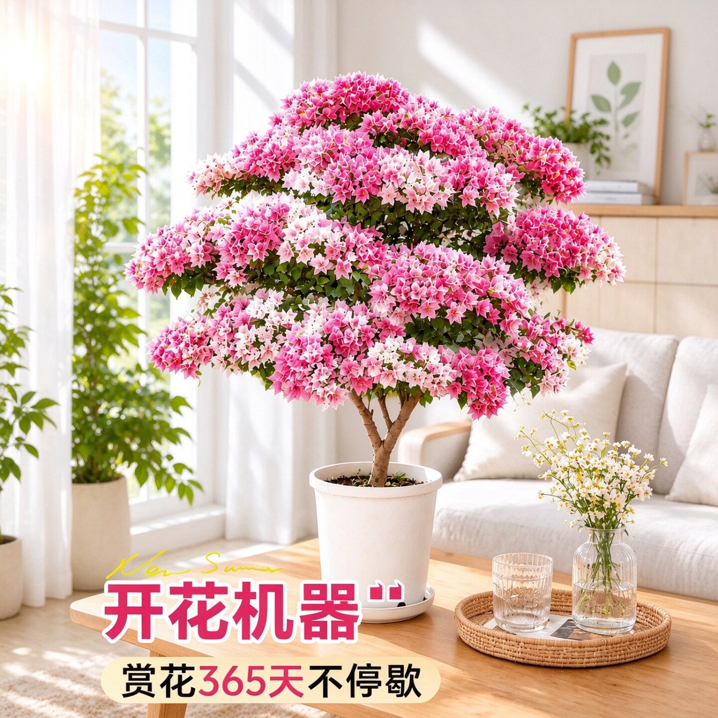 室内阳台好养绿植三角梅老桩盆栽重瓣漳红樱绿樱四季开花带花大苗