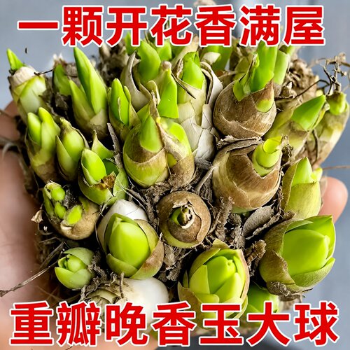 晚香玉种球带芽浓香重瓣大花
