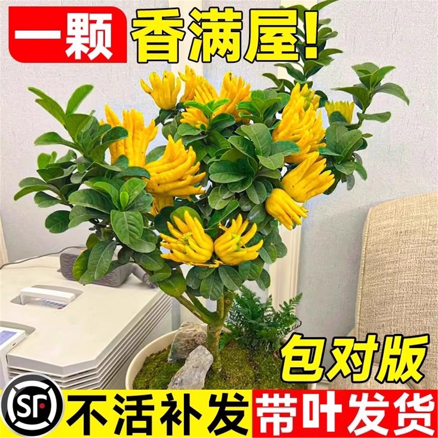 佛手树盆栽带果金华柑景可