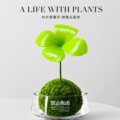 幸运四叶草苔藓球水培桌面盆栽