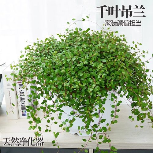 金边吊兰千叶盆栽观植物常