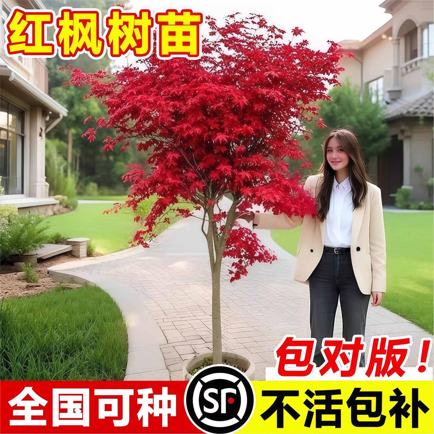 日本红枫树苗四季舞姬风景