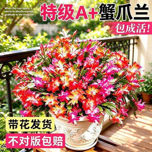 蟹爪兰盆栽带苞重瓣多色好养