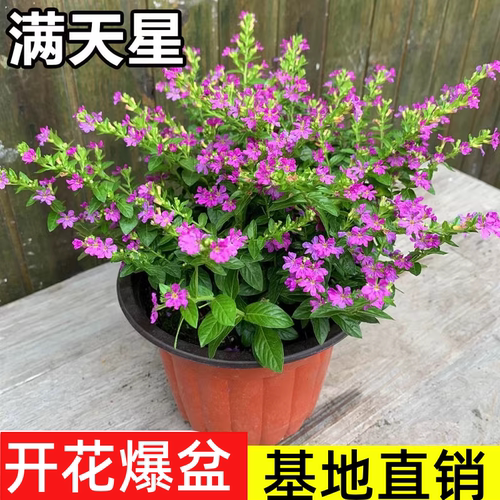 满天星盆栽带花苞姬小菊紫