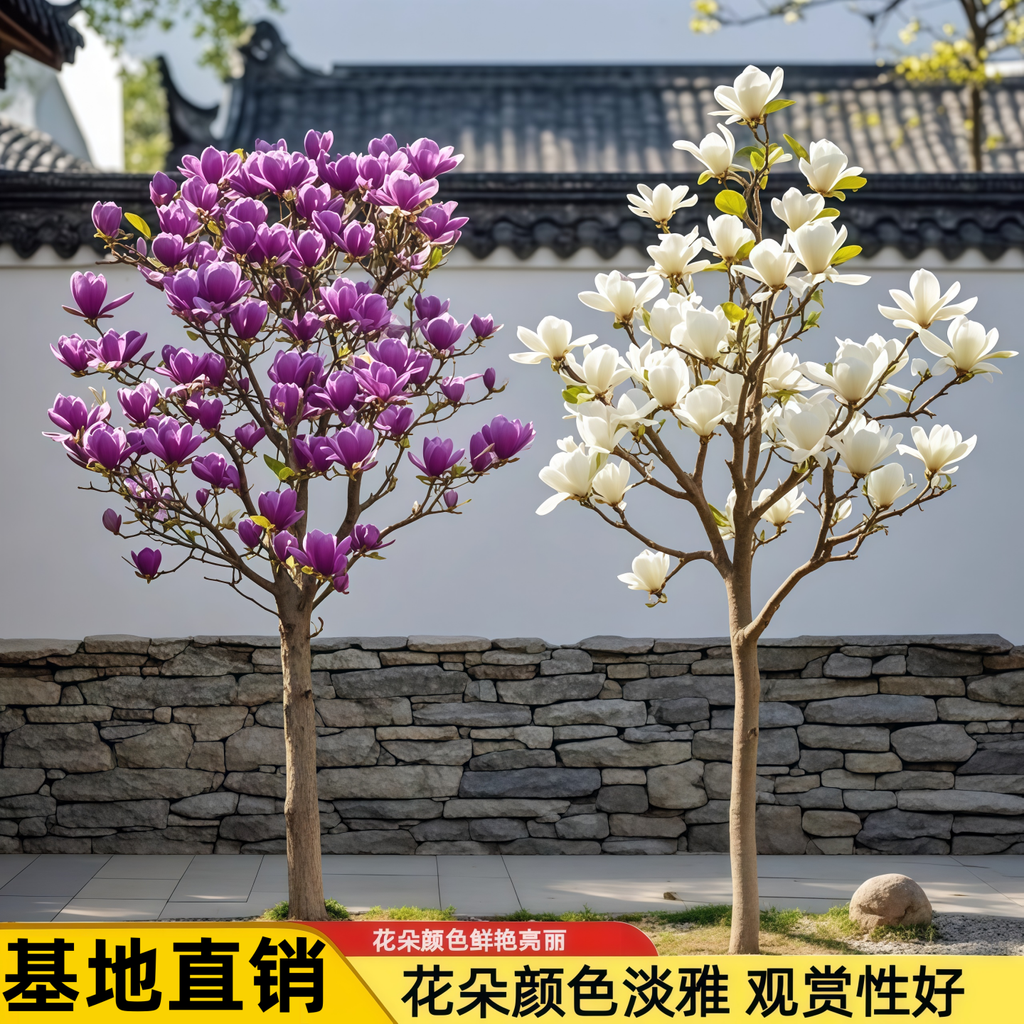 玉兰花树苗带苞紫矮化盆栽