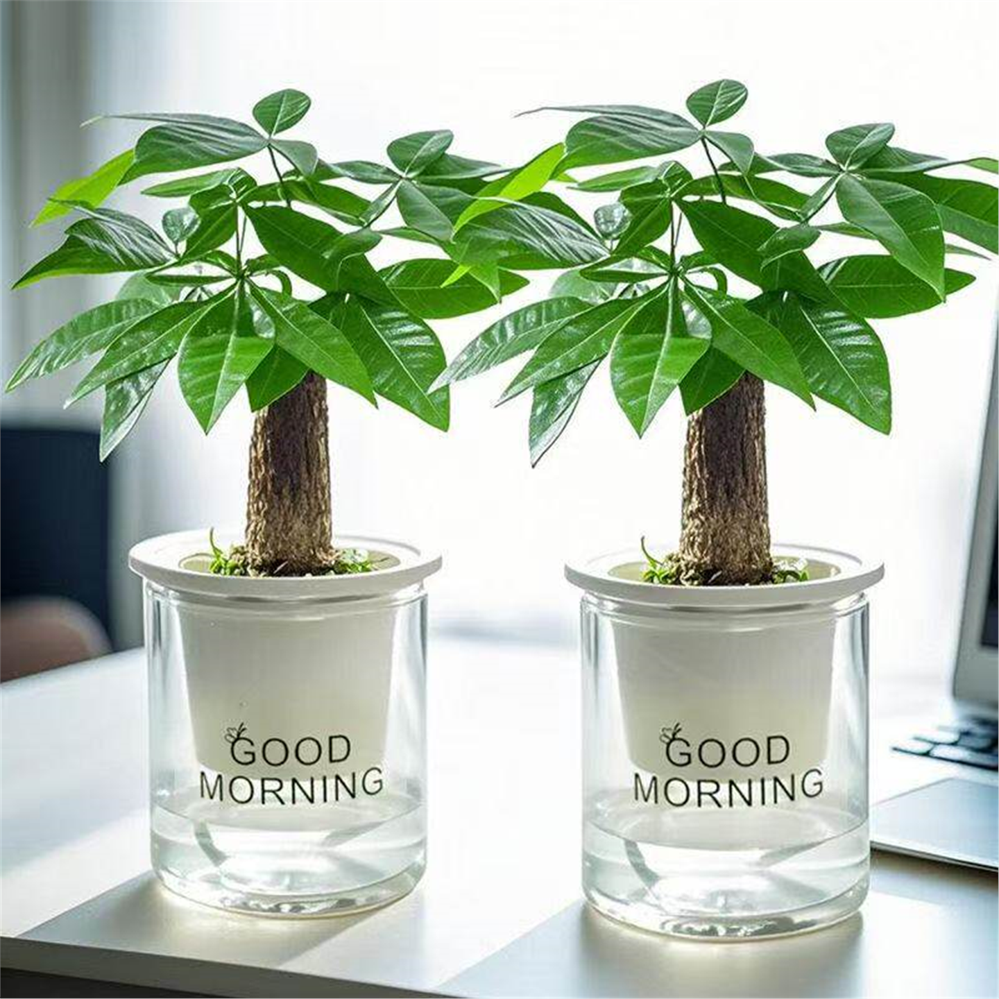 发财树小盆栽室内植物水培发财树客厅办公室花卉桌面绿植好养,鲜花速递/花卉仿真/绿植园艺,时令草本花卉,淘宝优惠券,粉丝福利购,淘宝优惠卷