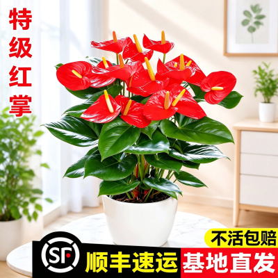红掌水培带花桌面绿植鸿运当头