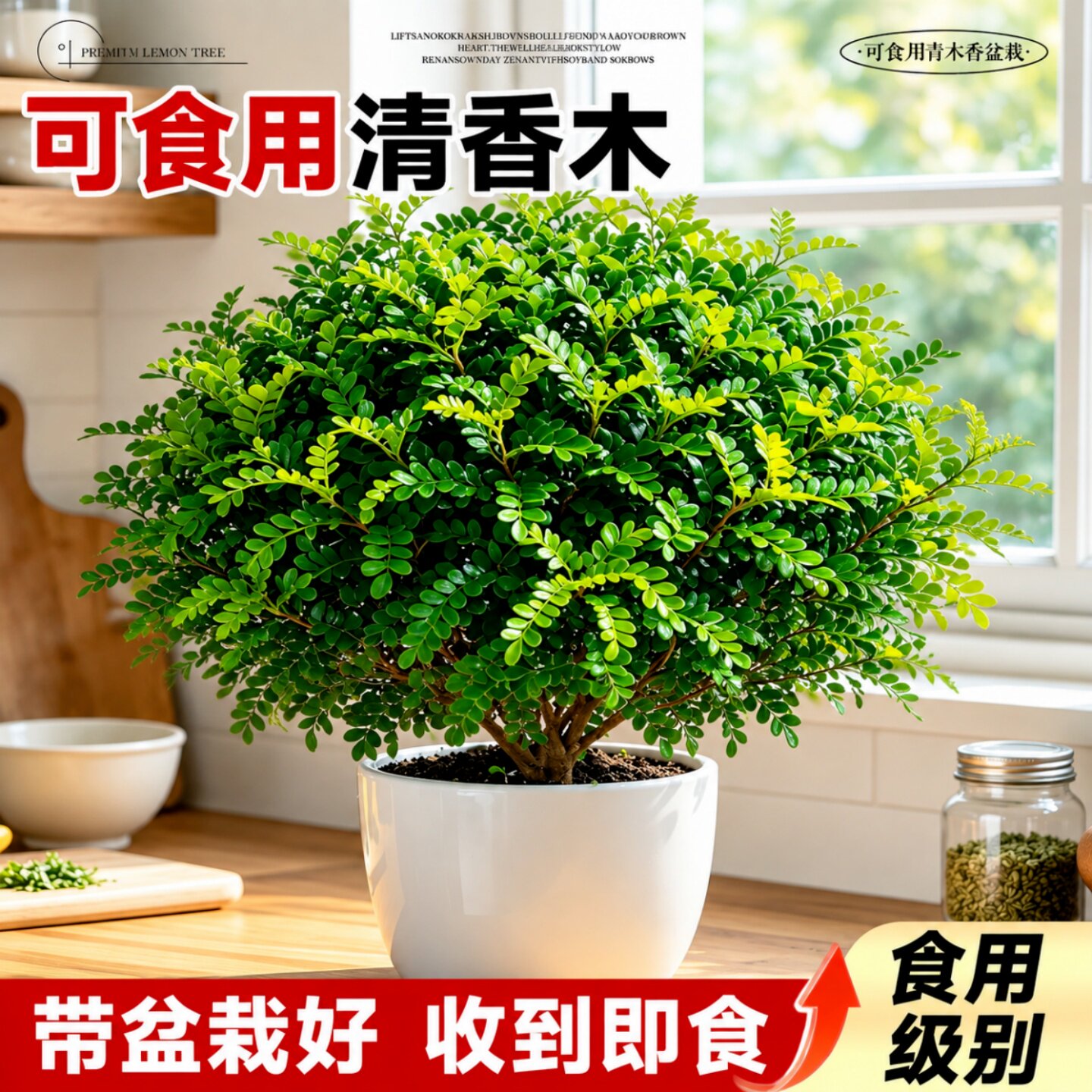 正宗清香木盆栽蛋糕装饰胡椒木叶子老桩室内驱蚊驱虫植物四季绿植