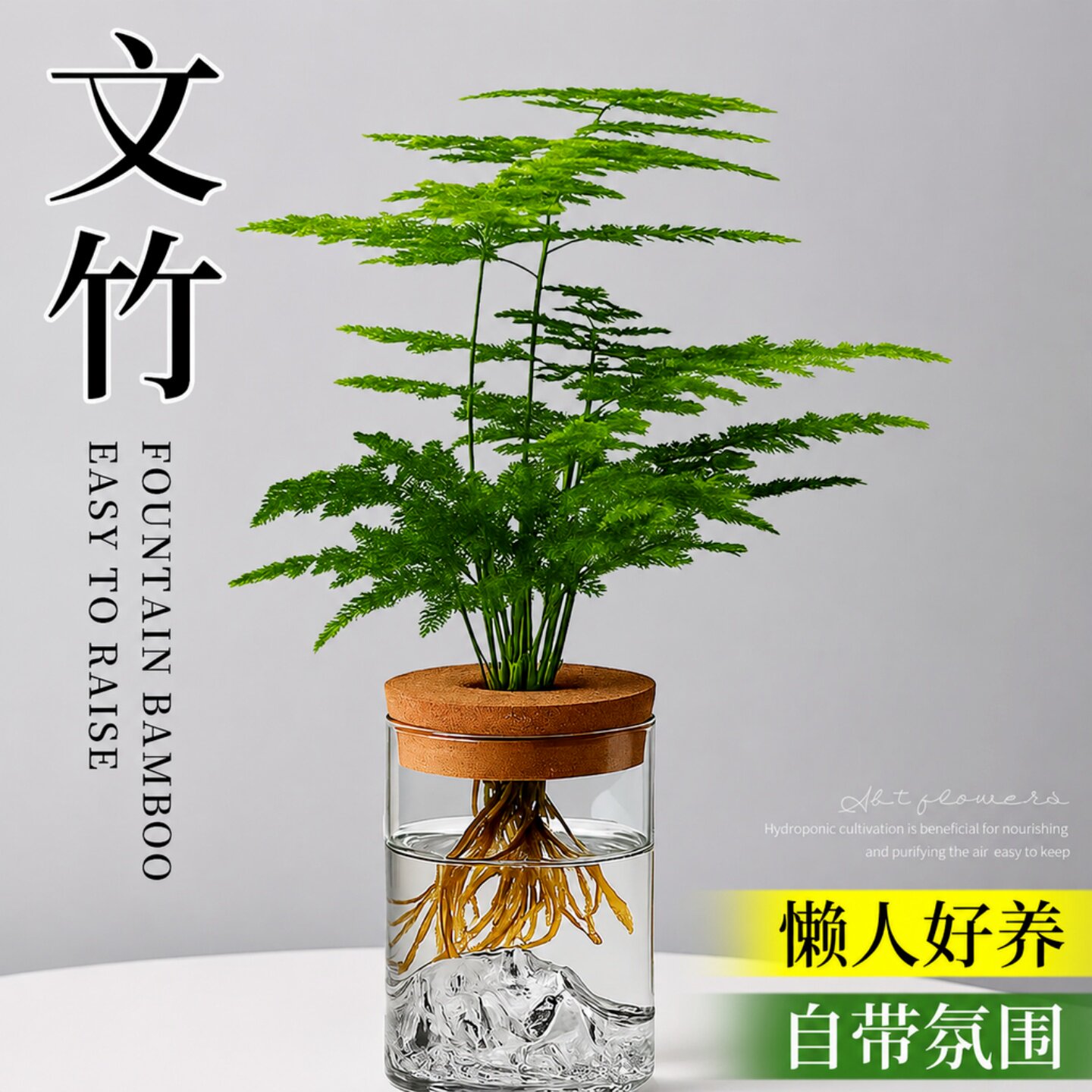 文竹盆栽室内水培植物办公室桌面绿植花卉小摆件净化空气懒人好养