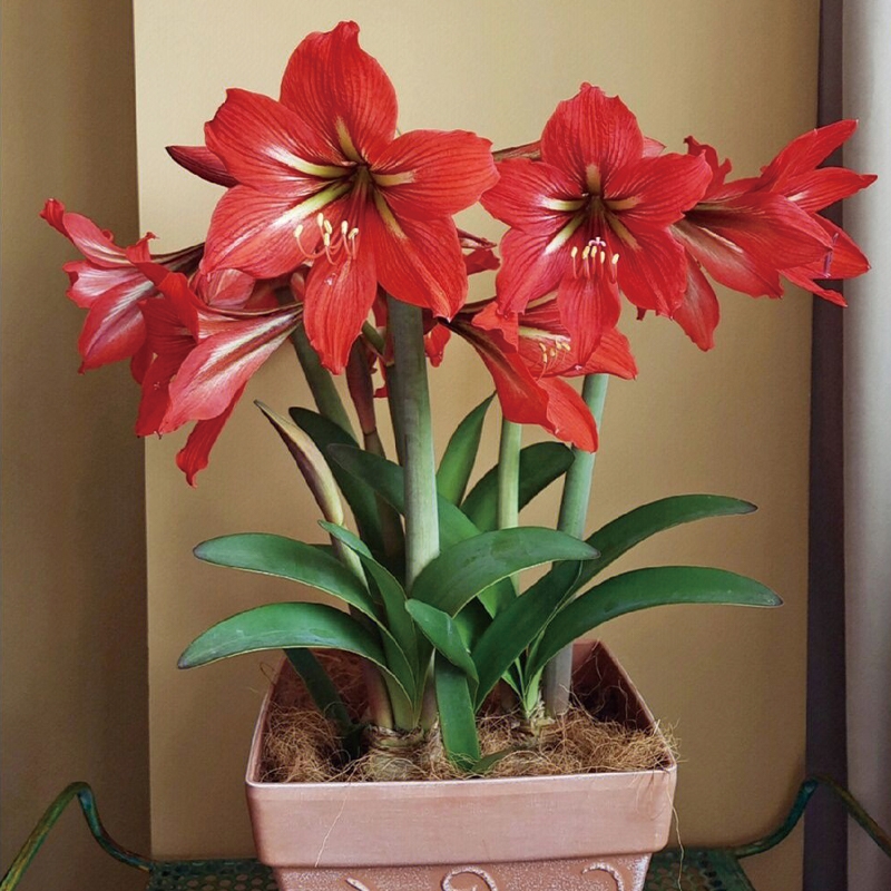 国产朱顶红种球土多年生单