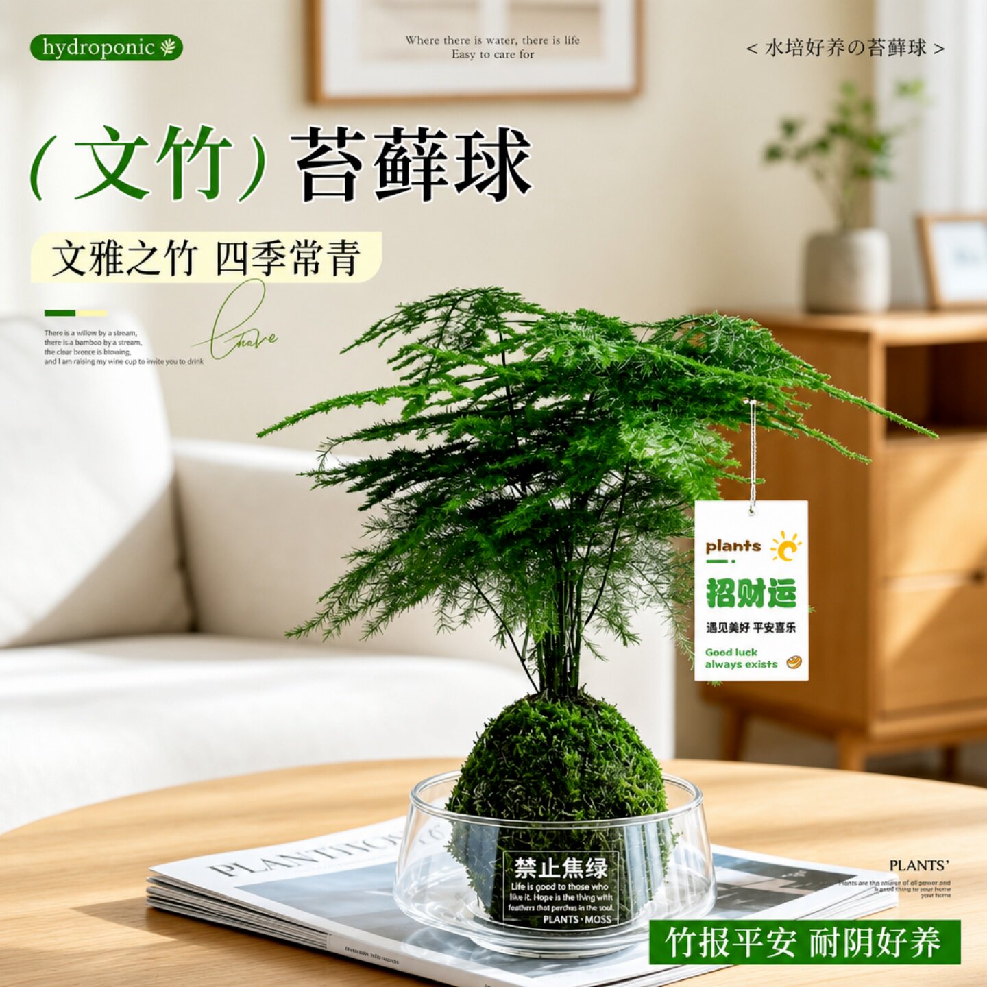 文竹苔藓球水培植物盆栽室内绿植办公工位桌面植物懒人好养盆景