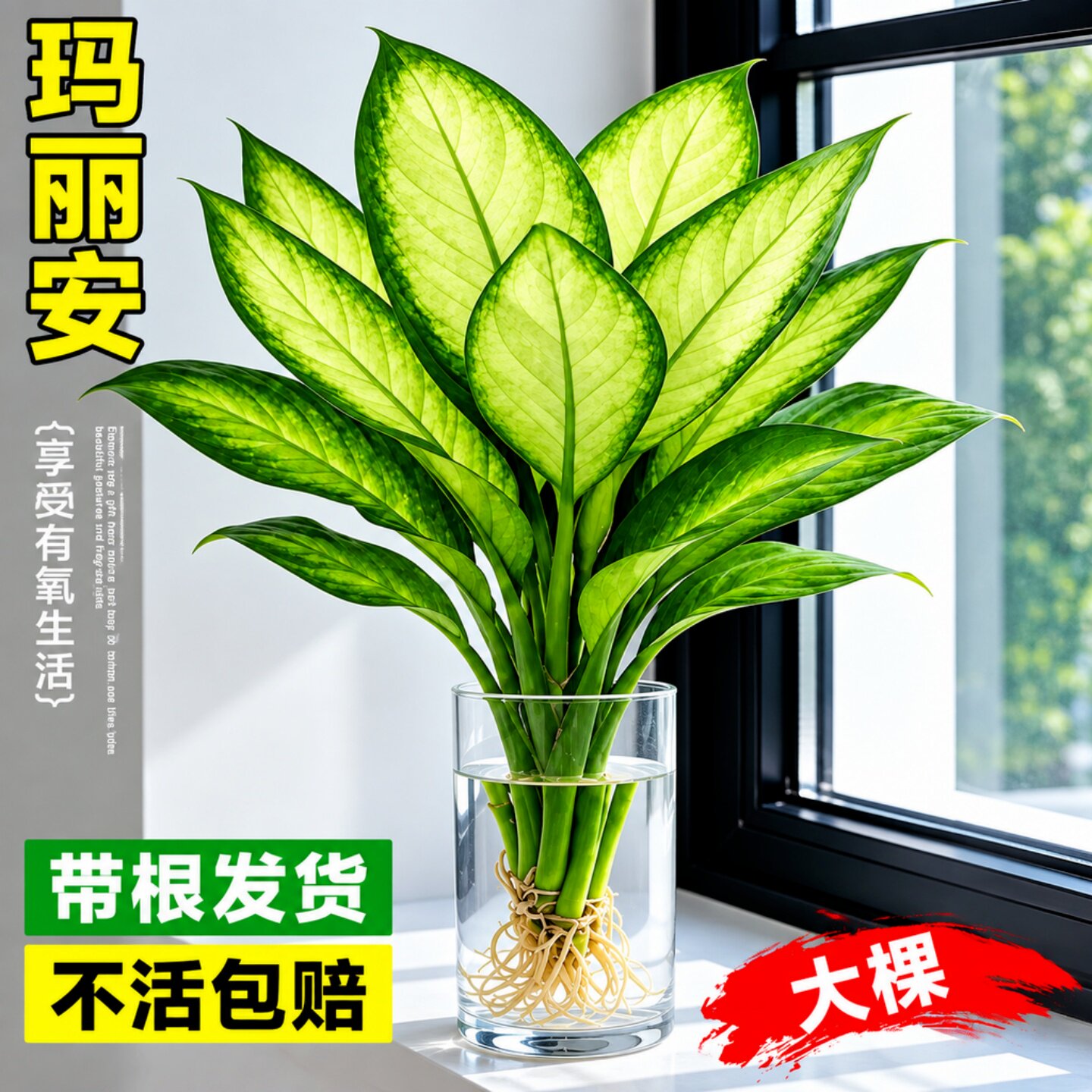水培植物玛丽安万年青室内绿植盆栽富贵竹客厅办公室好养净化空气