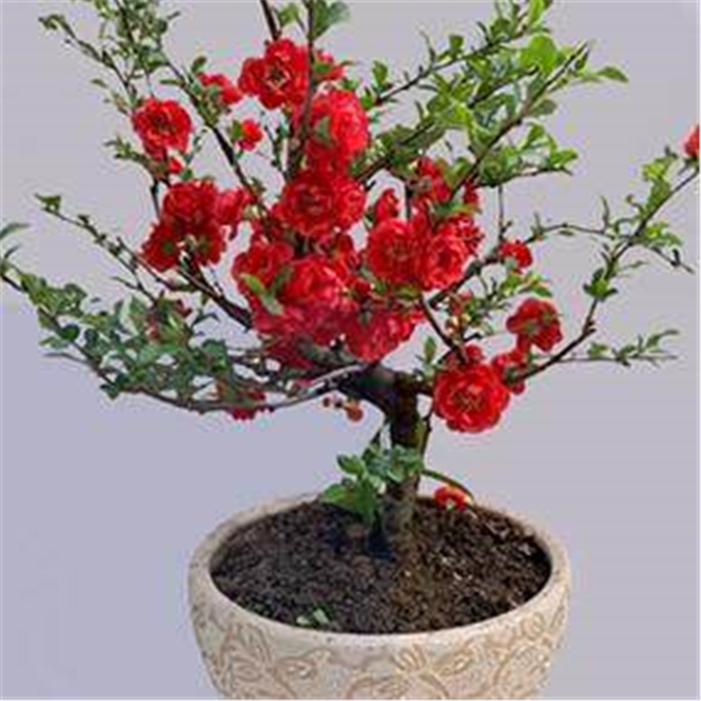 海棠花盆栽四季开花长寿花卉植物多色盆景室内室外阳台耐旱热销款