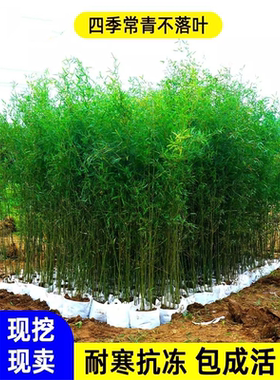 竹子苗庭院四季常青紫罗汉