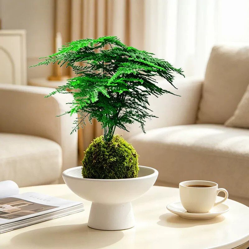 文竹苔藓球办公室内桌面水养绿植新手懒人工位水培植物小云竹四季