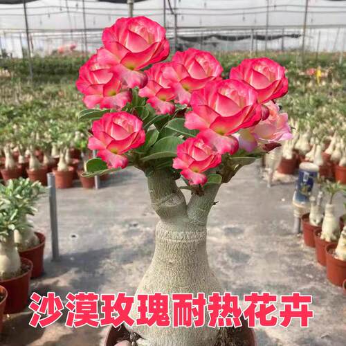 沙漠玫瑰盆栽5年老桩四季