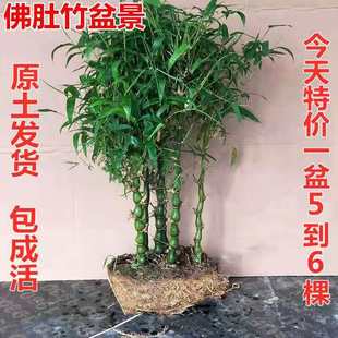 罗汉竹佛肚竹盆栽室内客厅办公室桌面四季常青竹子老桩矮化盆小景