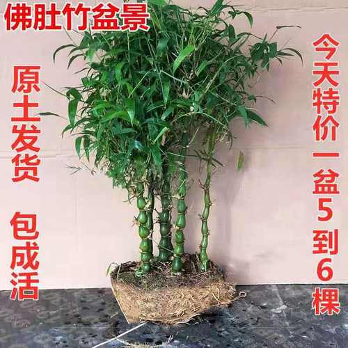 罗汉竹佛肚盆栽室内客厅办