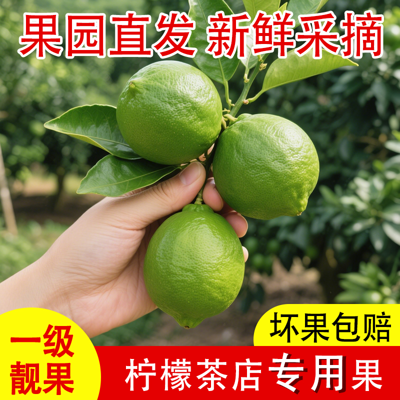 正宗广东本地香水柠檬奶茶店专用新鲜香水柠檬一级果无籽香水柠檬